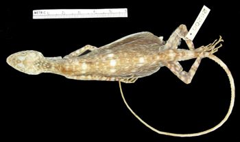 Media type: image; Herpetology R-26200